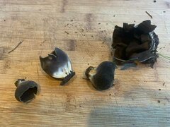 Dissingia leucomelaena