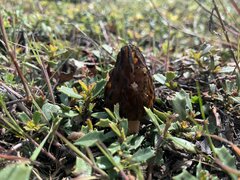 Morchella exuberans