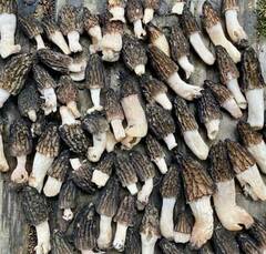 Morchella exuberans