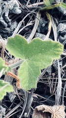 Pelargonium tomentosum