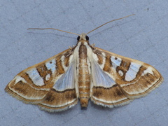 Glyphodes pyloalis