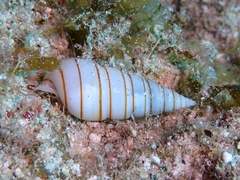 Pyramidella dolabrata