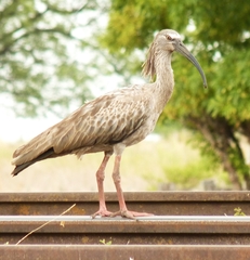 Theristicus caerulescens