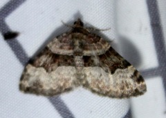 Xanthorhoe lacustrata