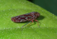 Acrulogonia tecta