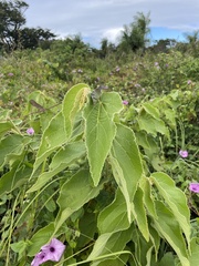 Helicteres jamaicensis