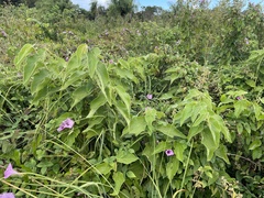 Helicteres jamaicensis