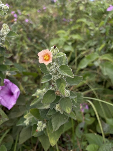 Sida cordifolia