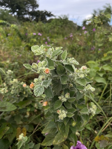 Sida cordifolia
