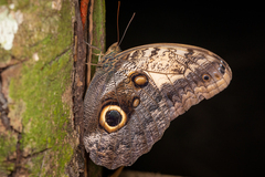 Caligo telamonius