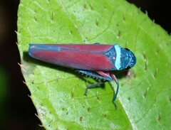 Graphocephala soluna