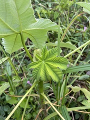 Cecropia schreberiana