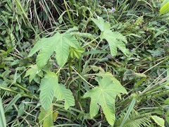 Cecropia schreberiana