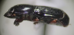 Platysoma