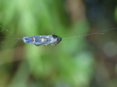 Schildola opaca