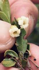 Diospyros glabra