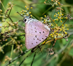 Pseudolycaena marsyas