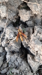 Polistes major