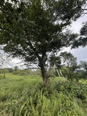 Terminalia tetraphylla