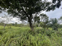 Terminalia tetraphylla