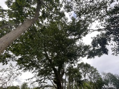 Terminalia tetraphylla