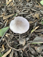 Volvopluteus gloiocephalus