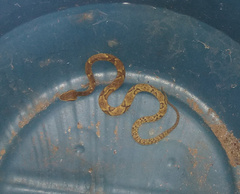 Bothrops jararaca