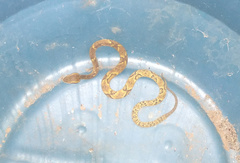 Bothrops jararaca