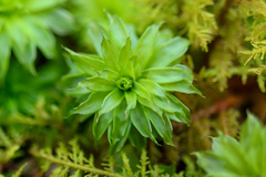 Rhodobryum