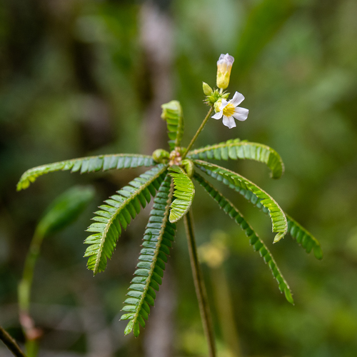 Biophytum aeschynomenifolia