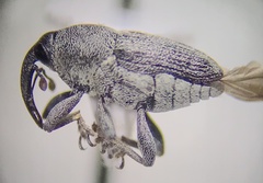 Odontocorynus