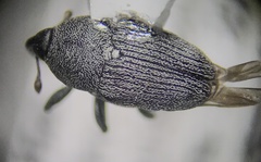 Odontocorynus