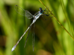 Lestes forcipatus