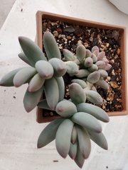 Pachyphytum