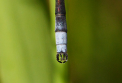 Lestes forcipatus