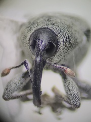 Odontocorynus