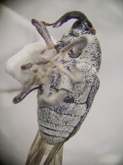 Odontocorynus