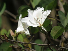 Bauhinia variegata candida