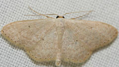 Scopula optivata