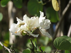 Bauhinia variegata candida