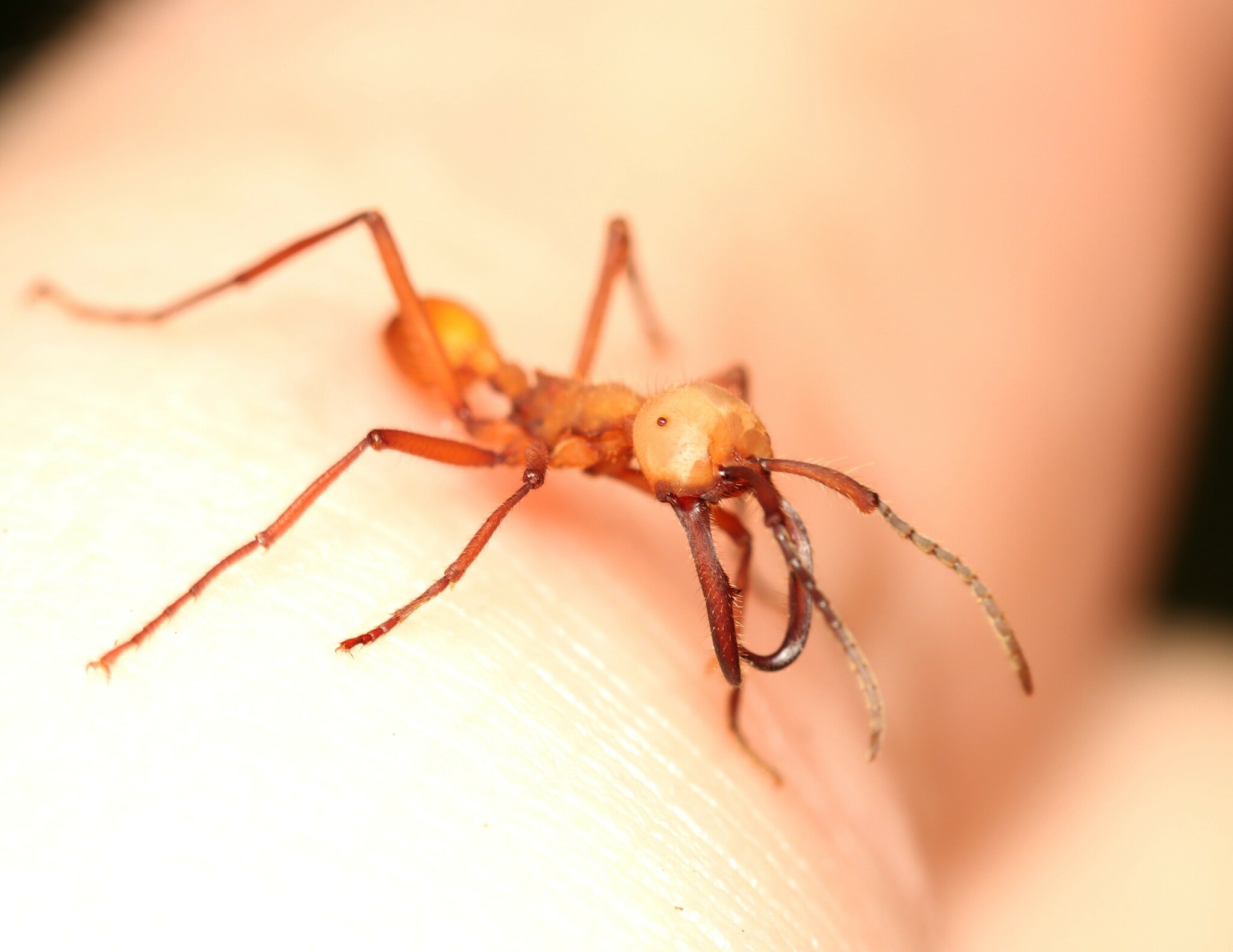 Eciton lucanoides · iNaturalist