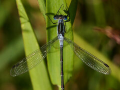Lestes forcipatus