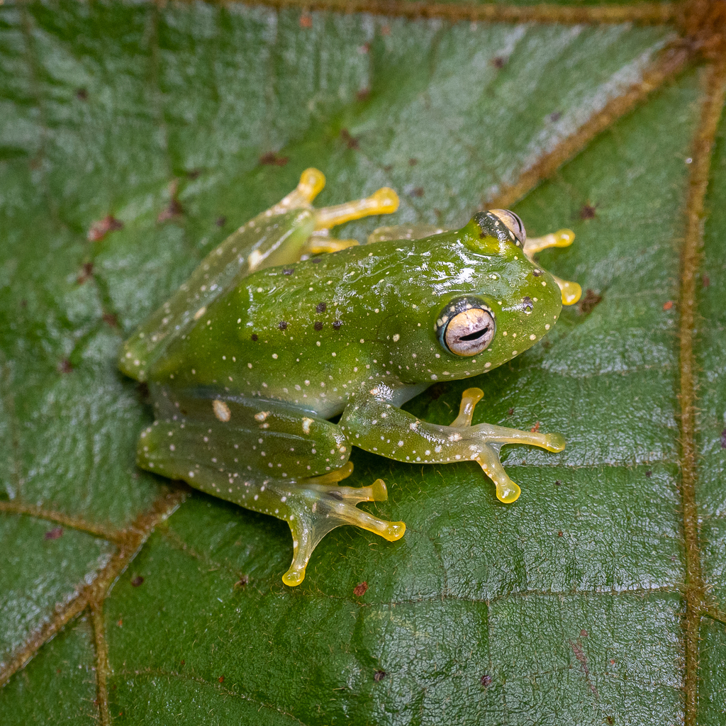 Spotted Bright-eyed Frog