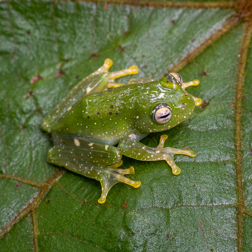 Spotted Bright-eyed Frog, Boophis albipunctatus