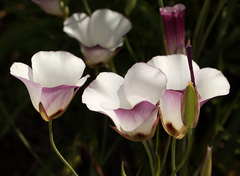 Calochortus catalinae