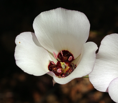 Calochortus catalinae