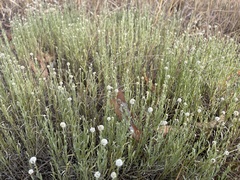 Calocephalus lacteus