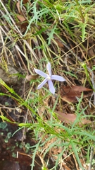 Lithotoma axillaris