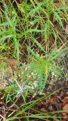 Lithotoma axillaris