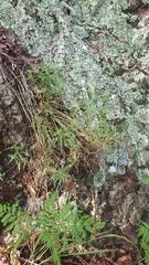 Lithotoma axillaris